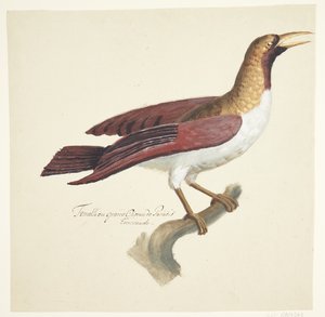 Bird
