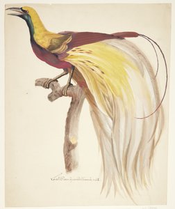 Great Bird of Paradise