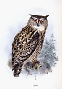 Eagle Owl by Johan Gerard Keulemans