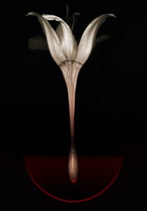 Bleeding lily, 2013 by Johan Lilja