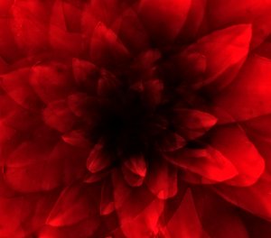 Flower red shade