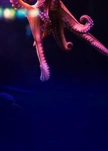 Sea by Johan Lilja