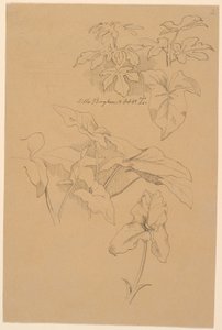 Leaf Studies Including a Calla. Top: Pencil Sketch of a Pediment