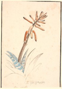 Blooming Aloe