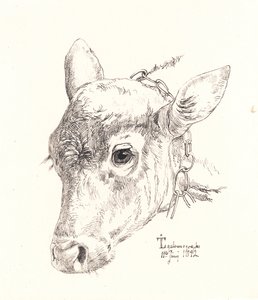 A Calf