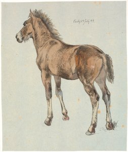 A Standing Foal