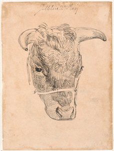 Head of a Cow