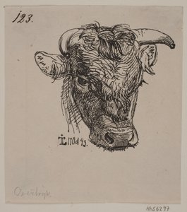 Head of a Young Bull