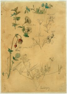 J. Th. Lundbye, Plant Study by Johan Thomas Lundbye