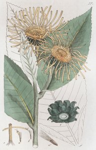 Elecampane Inula Helenium by Johan Wilhelm Palmstruch