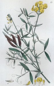 Meadow Vetchling Lathyrus Pratensis by Johan Wilhelm Palmstruch