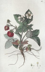 Wild Strawberry Fragaria vesca by Johan Wilhelm Palmstruch