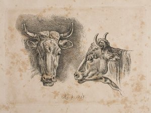 Heads of Two Cows by Johann Adam Klein