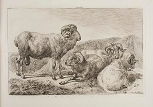 Merino Rams