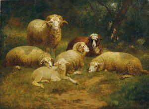 Sheep