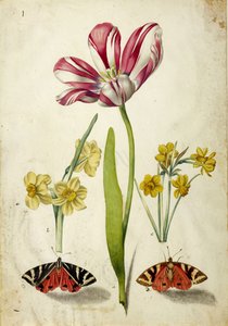 Tulip, Narcissus and Butterflies, c. 1660