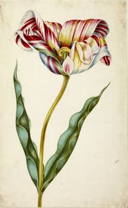 Tulip