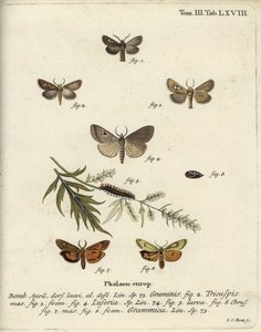 Antler moth, Lygephila lusoria and feathered footman by Johann Carl Bock