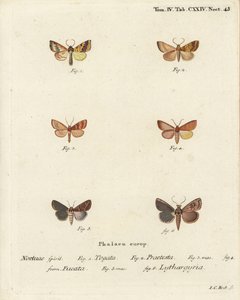 Barred sallow, Tileacea aurago, and clay moth, Mythimna ferrago. Handcoloured copperplate engraving by Johann Carl Bock after Eugenius Johann Christoph Esper’s Die Schmetterlinge in Abbildungen nach der Natur, Erlangen