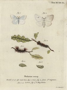 Black V moth, Arctornis l-nigrum by Johann Carl Bock