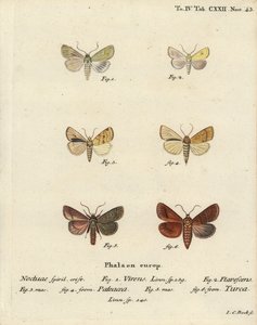 Burren Green, Sallow, Angle-Striped Sallow, and Double Line (Illustration from Die Schmetterlinge)