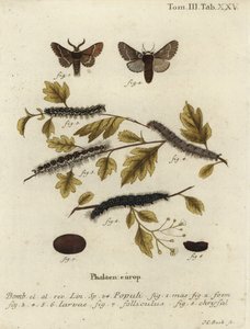 December Moth, Poecilocampa Populi by Johann Carl Bock