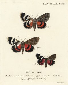 French Red Underwing and Dark Crimson Underwing Variety. Handcoloured Copperplate Engraving by Johann Carl Bock by Johann Carl Bock