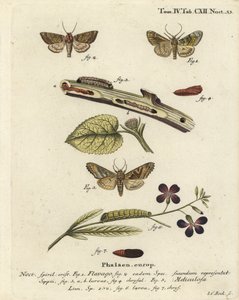 Frosted Orange Moth and Angle Shades (Illustration from Die Schmetterlinge) by Johann Carl Bock