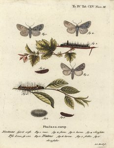 Grey dagger, Acronicta psi 1-4, and dark dagger, Acronicta tridens 5-8. Handcoloured copperplate engraving by Johann Carl Bock after Eugenius Johann Christoph Esper’s Die Schmetterlinge in Abbildungen nach der Natur, Erlangen