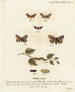 Handmaid Moth and Orange Underwing. Handcoloured Copperplate Engraving by Johann Carl Bock