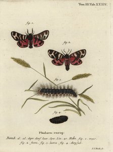 Hebe Tiger Moth, Arctia Festiva by Johann Carl Bock