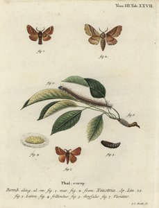 Lackey moth, Malacosoma neustria