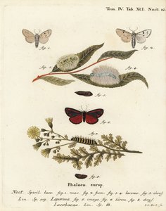 Miller Moth and Cinnabar Moth. Handcoloured Copperplate Engraving by Johann Carl Bock