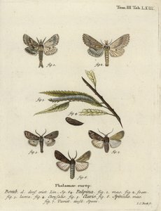 Pale prominent, heart and club, and dark sword-grass by Johann Carl Bock