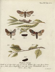 Pebble Prominent and Iron Prominent