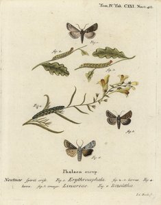 Red-headed chestnut, Conistra erythrocephala 1-4, toadflax brocade, Calophasia lunula 5 and grey shoulder knot, Lithophane ornitopus 6. Handcoloured copperplate engraving by Johann Carl Bock after Eugenius Johann Christoph Esper’s Die Schmetterlinge in Abb