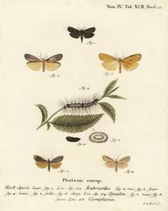 Red-necked footman, Atolmis rubricollis, four-spotted footman, Lithosia quadra, and buff footman, Katha depressa. Handcoloured copperplate engraving by Johann Carl Bock after Eugenius Johann Christoph Esper’s Die Schmetterlinge in Abbildungen nach der Natu by Johann Carl Bock