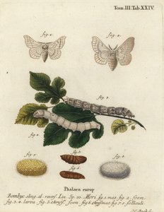 Silkmoth, Bombyx mori