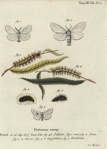 White Satin and White Prominent Moths