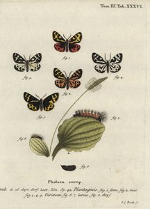 Wood tiger moth, Parasemia plantaginis