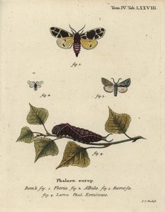 Yellow Tiger Moth, White Ermine Larva, etc. by Johann Carl Bock