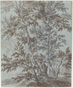 A Stand of Birch Trees