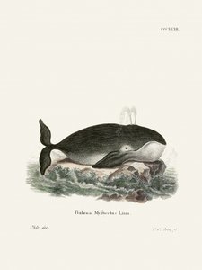 Bowhead Whale by Johann Christian Daniel Von Schreber