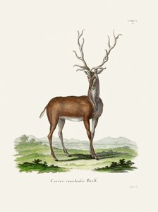 Elk by Johann Christian Daniel Von Schreber