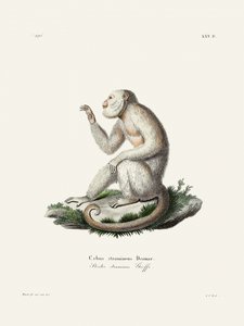 Gracile Capuchin Monkey by Johann Christian Daniel Von Schreber