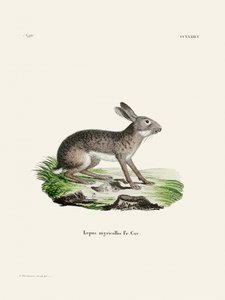 Indian Hare by Johann Christian Daniel Von Schreber