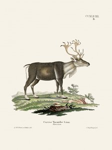 Reindeer by Johann Christian Daniel Von Schreber