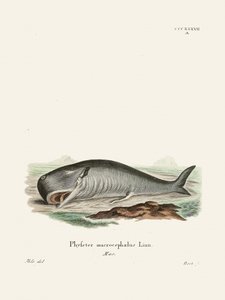 Sperm Whale by Johann Christian Daniel Von Schreber