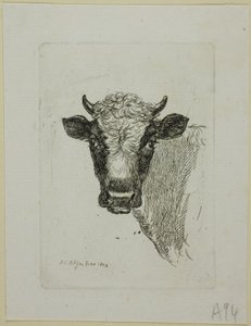 Head of a Young Bull, from Die Zweite Thierfolge