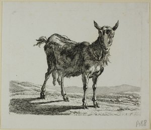 Standing Goat, from Die Zweite Thierfolge by Johann Christian Reinhart